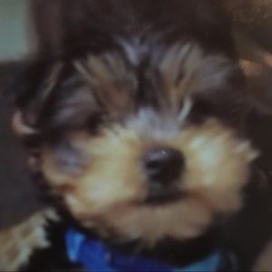 Meet your Posher, Dyannah